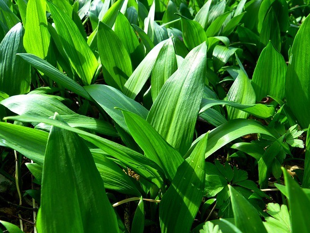 DAN SREMUŠA JABLANIK – MEDVEDNIK